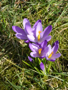 erste Frühlingsboten