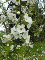 Kirschblüte (5.5.2013)