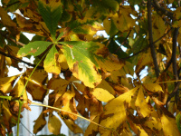 Goldener Herbst (26.10.2013)