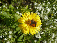 Kleiner Feuerfalter (29.08.2015)