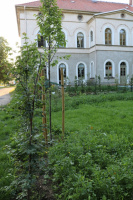Zustand Mitte Juni
